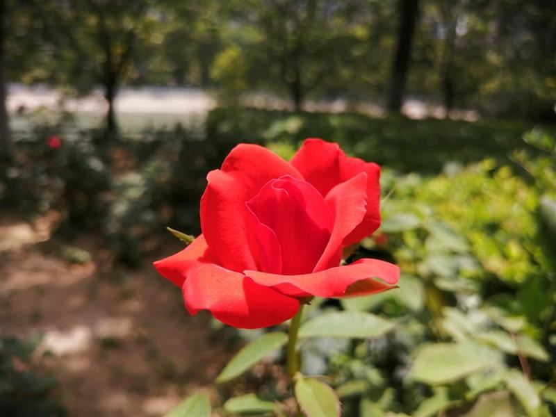 麦芒8手机值得买吗 麦芒8手机上手体验及评测