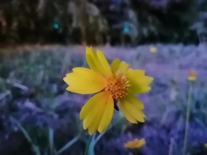 麦芒8手机值得买吗 麦芒8手机上手体验及评测