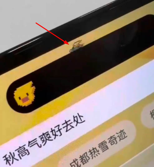 iPhone14灵动岛设置宠物